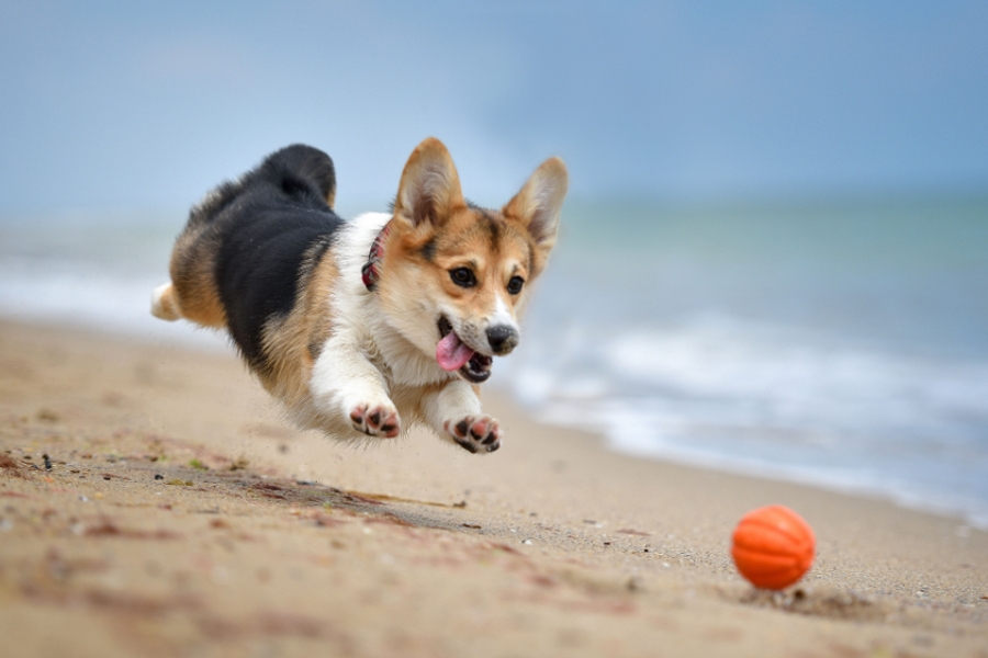 Physical exercise toys