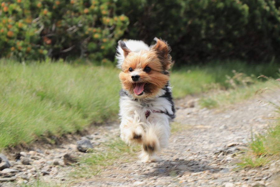 Confident and bold Yorkies