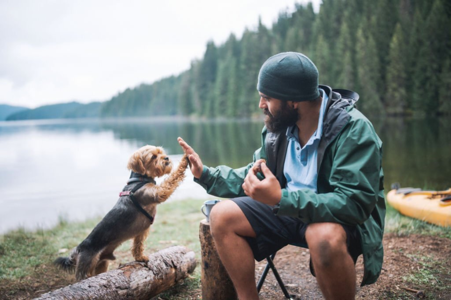 Socialize your Yorkie