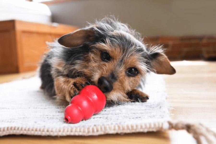 Do Yorkies like Kongs