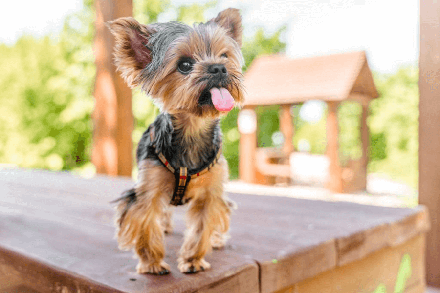 Should we buy Kong toys for Yorkies