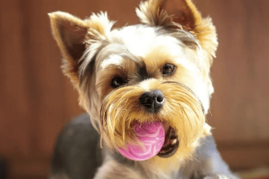 dog toys that Yorkies typically enjoy