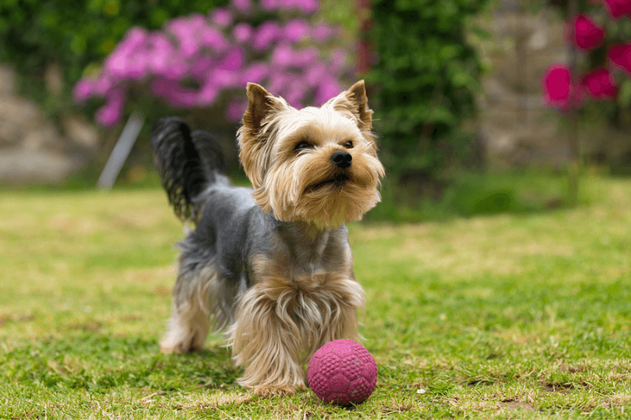 playful and active nature