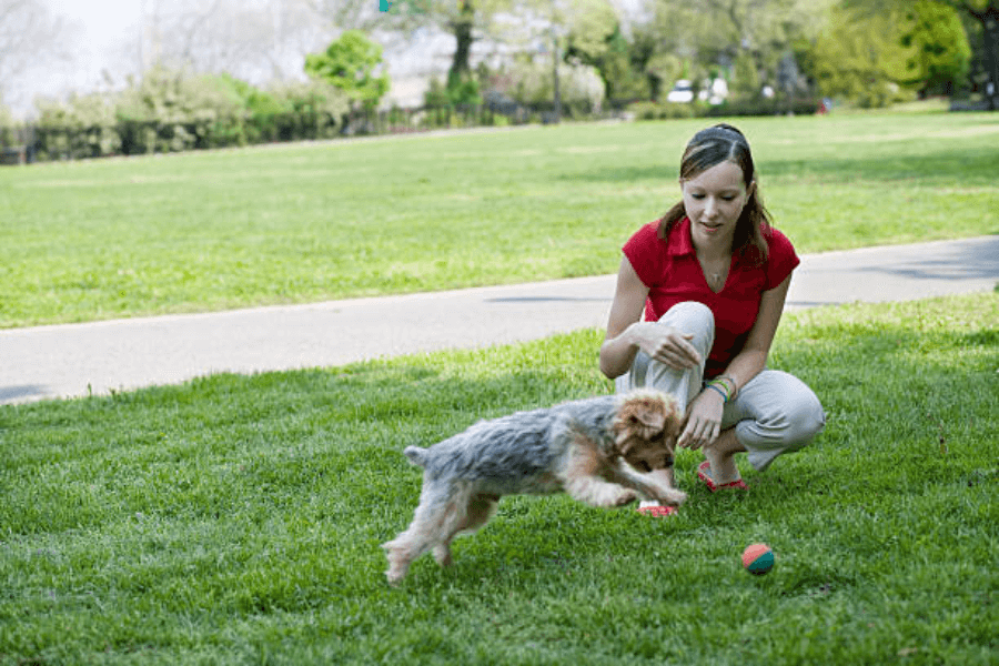 Supervise your Yorkie during playtime