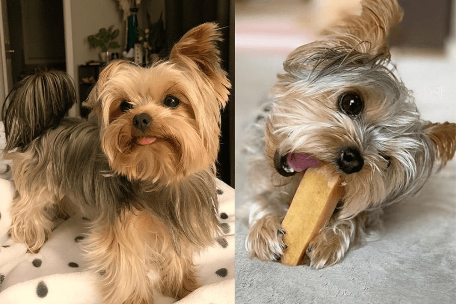 Yorkies are intelligent dogs