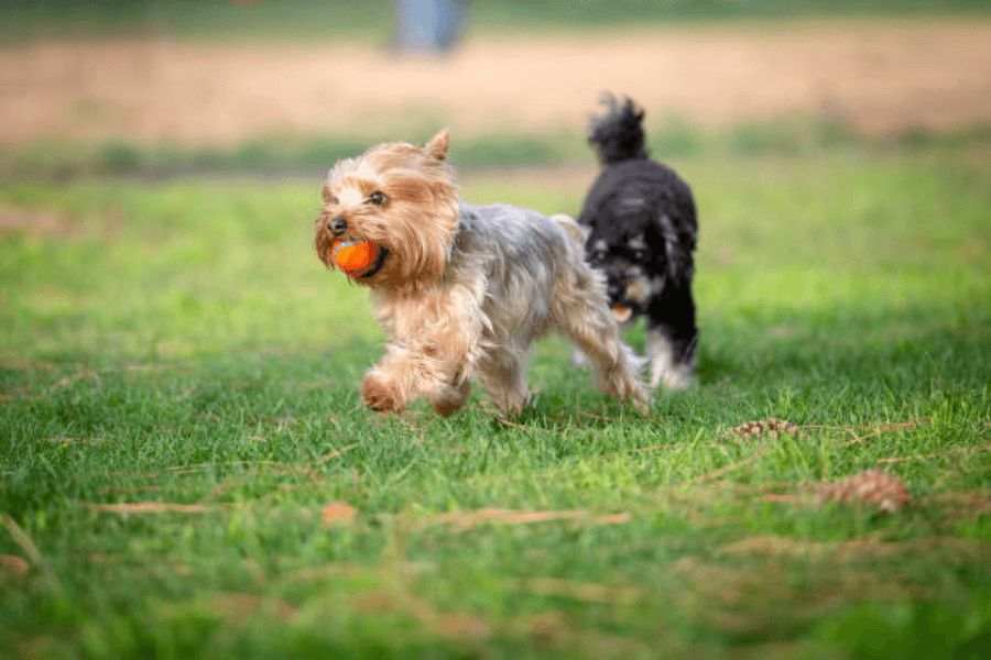 Yorkies thrive on mental and physical engagement