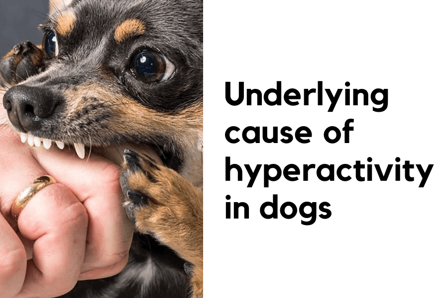 cause of hyperactivity in dogs