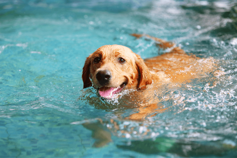 swimming can be a wonderful high-intensity exercise