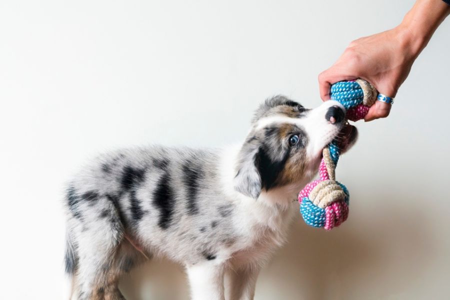 A good dog toy is one that is fun, safe, and easy to clean