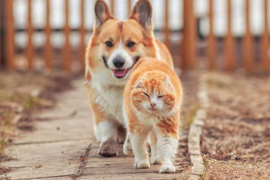 Corgi has bossy tendencies due to their herding instincts