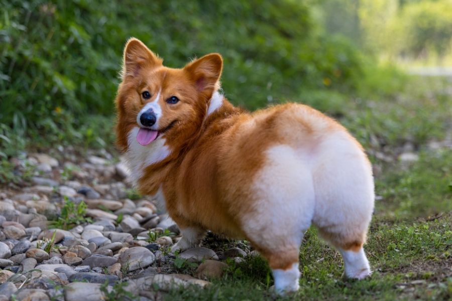 Corgis are famous for their fox-like appearance