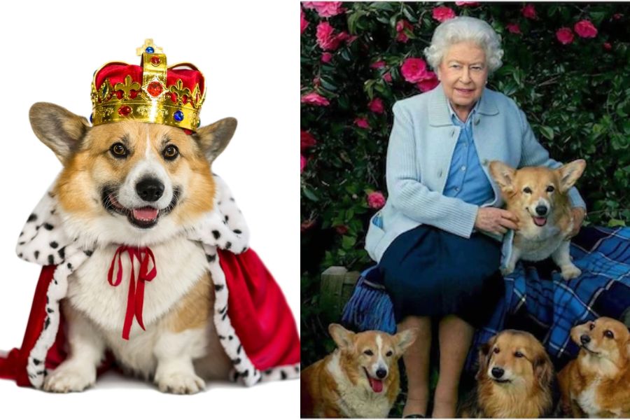 Corgis are the breed of choice of Queen Elizabeth