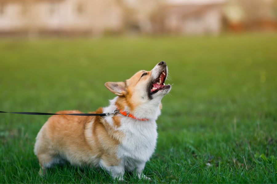 Corgis use vocalizations to express themselves