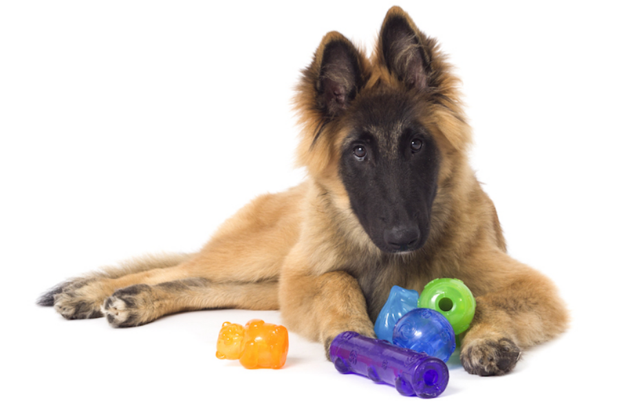 Dental Chew Toys