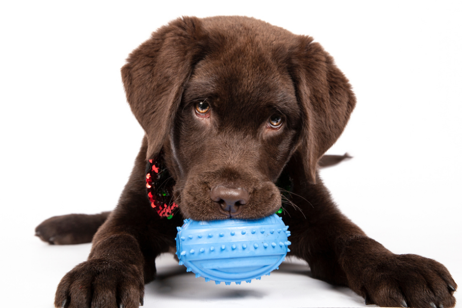 Dogs can get dental problems if the toys are too hard