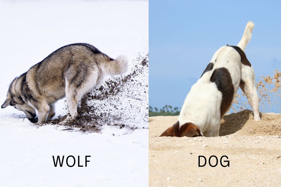 Dogs inherit the traits of digging from wolves