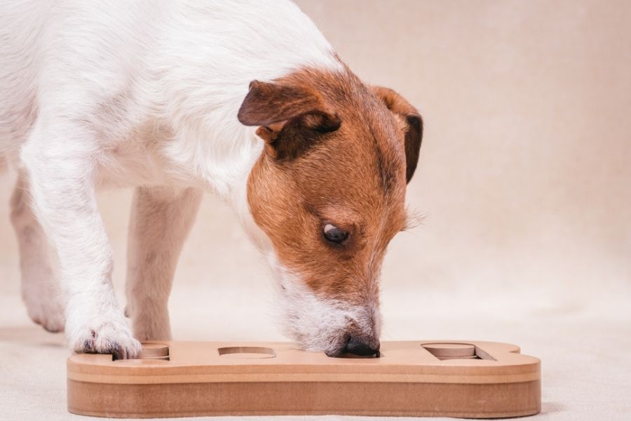 Dog's problem-solving skills