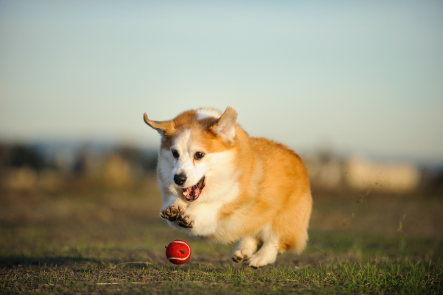 Fetch Training