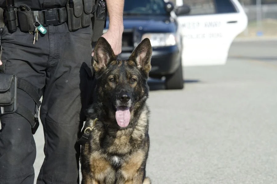 German Shepherds are happy when learning new things