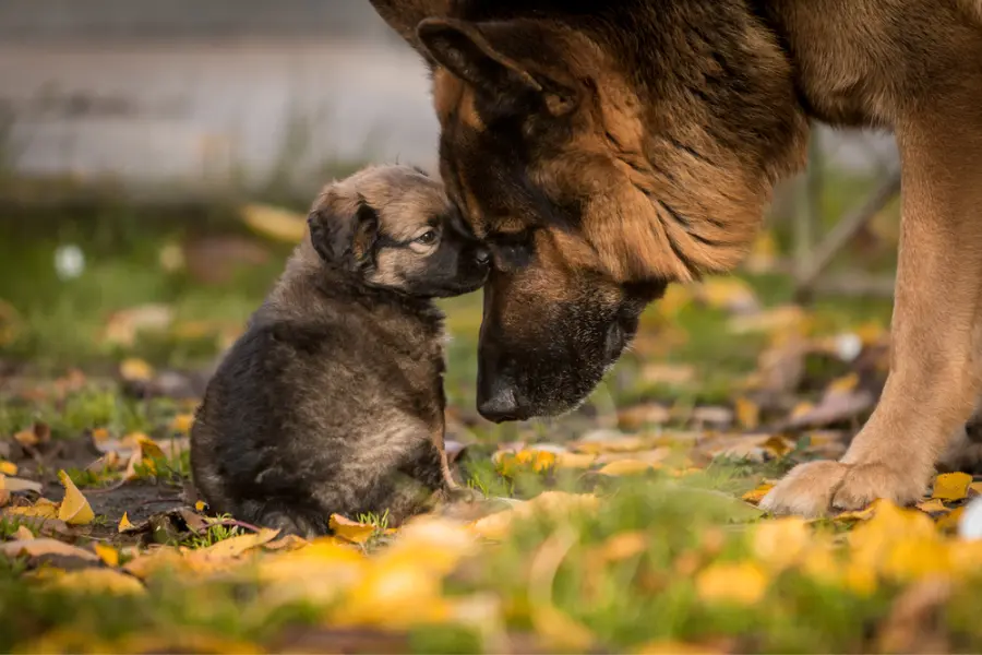 German Shepherds are, indeed, loyal and obedient