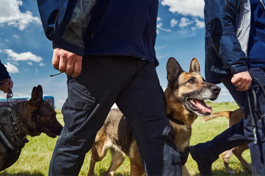 German Shepherds can handle tasks of search and rescue, military work