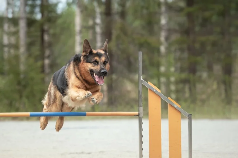 German Shepherds need high-energy activities