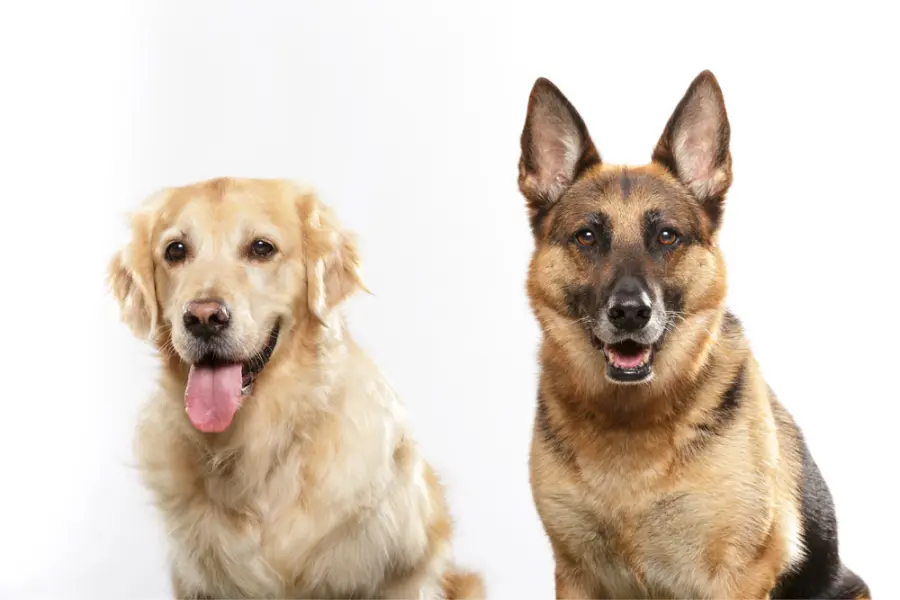 German Shepherds ranked as the second most popular dog breed