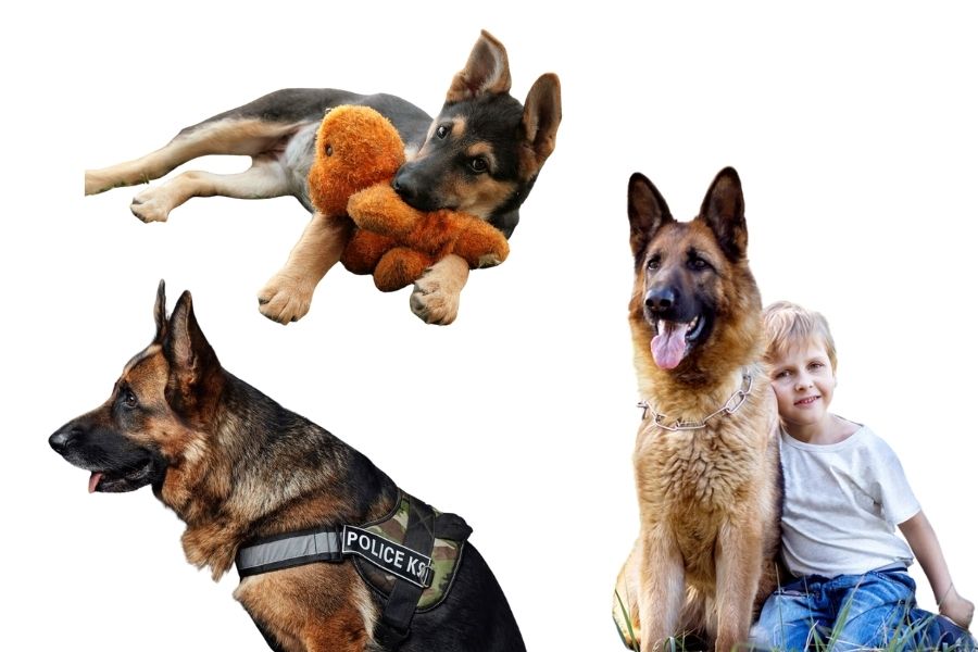 German Shepherds show several common behaviors related to their breed