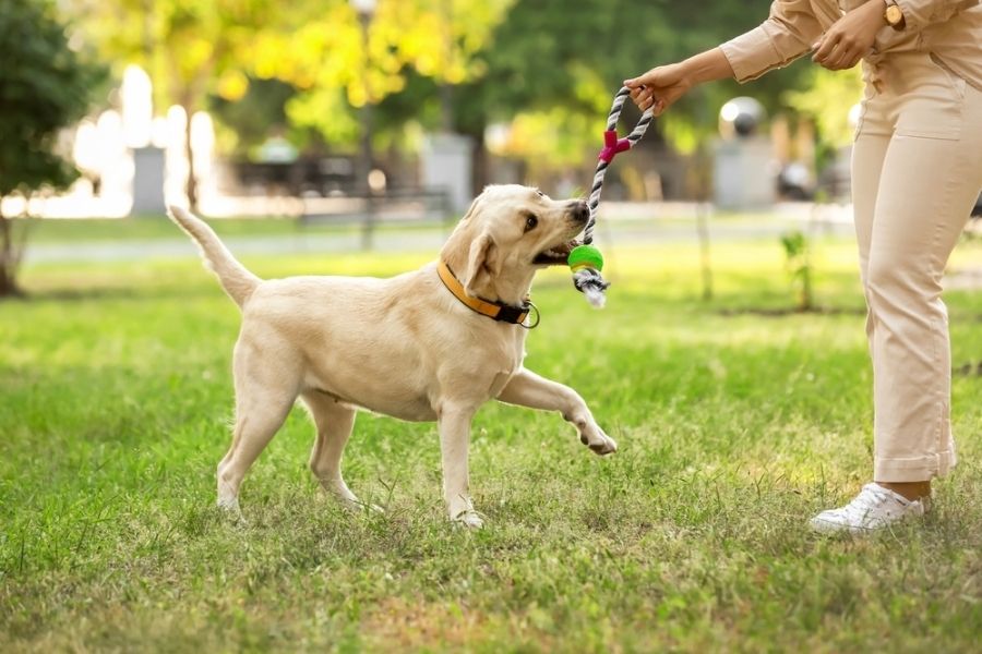 Interaction between the pet and the pet parent