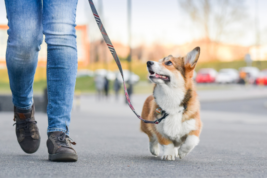 Obedience Training