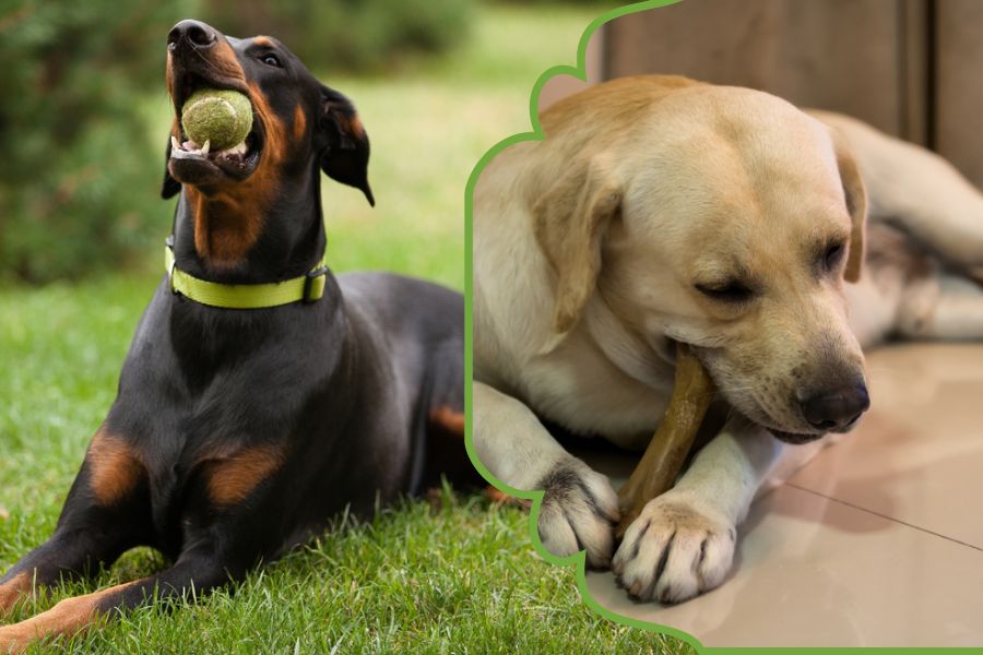 Pick the right size for your dog based on their breed, age, and chewing habits