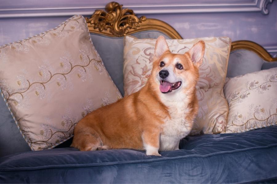 Quick Facts About Corgis