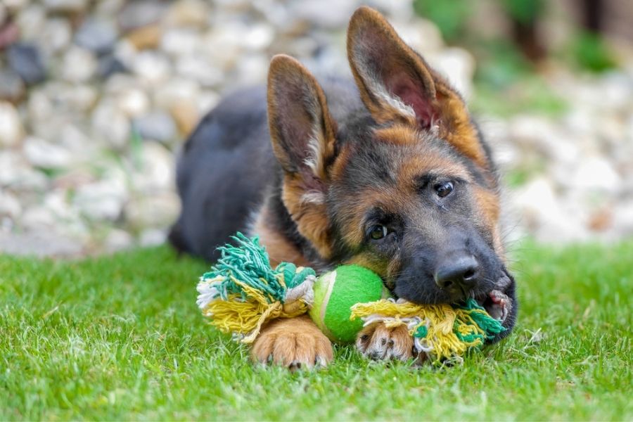 Rope toys improve a German Shepherd’s dental health