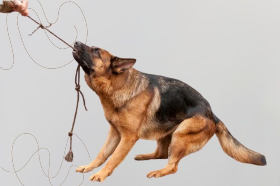 Rope toys keep the dog moving, fit, and building muscle strength