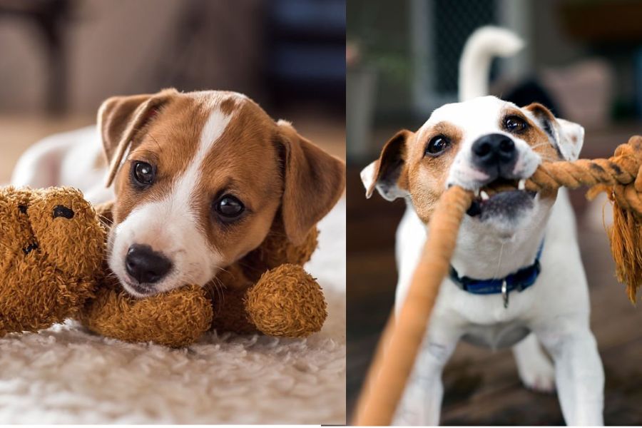 Rope toys often have a fibrous texture, whereas plush toys are gentle on dogs' mouths