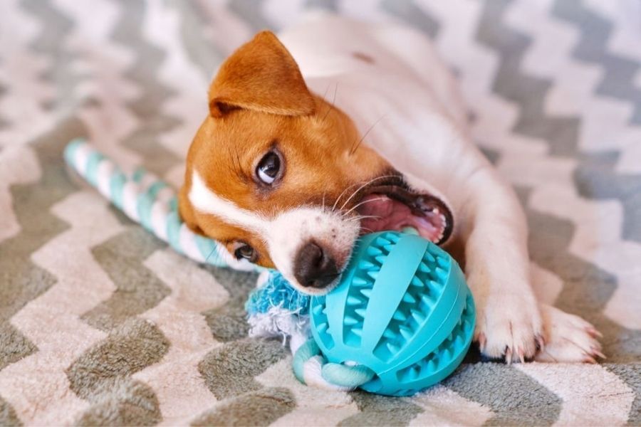 Rubber chew toys can stand up well to dogs' strong jaws