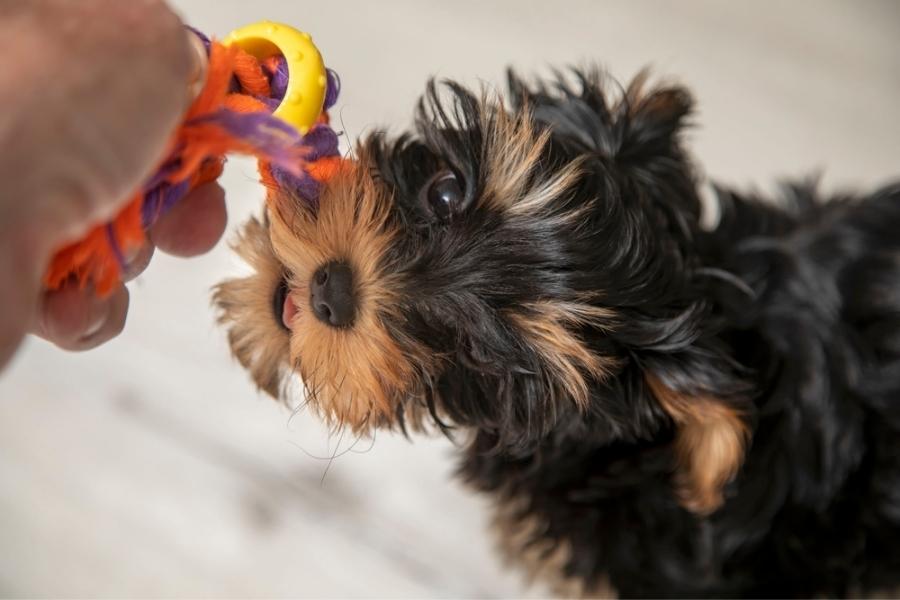 Teething Toys For Yorkies