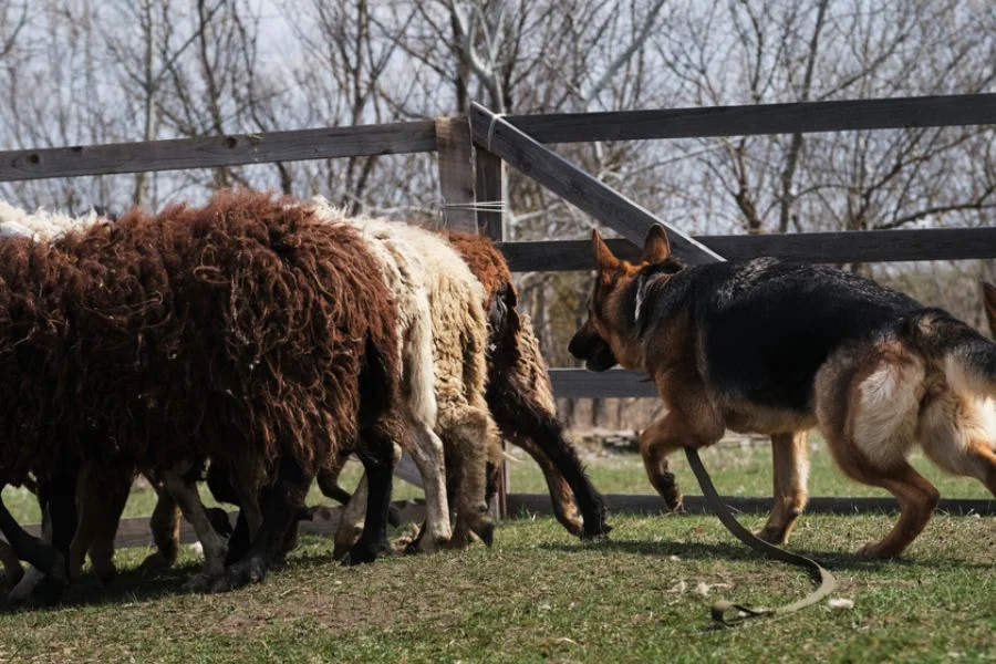 Their main job used to be herding and protecting the livestock