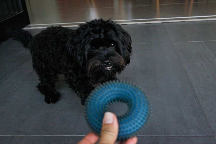 Too small or too big toys both make chewing difficult for your puppies