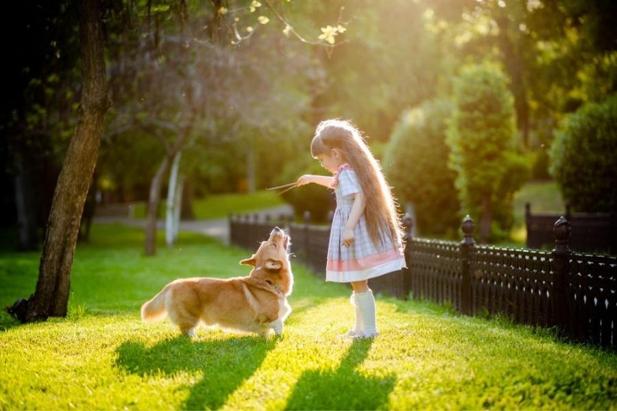 Train and socialize your Corgi