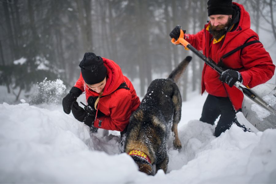 Train your pet and courage them