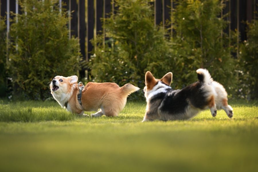 When Corgi is stressed, they may display behaviors that might appear bossy