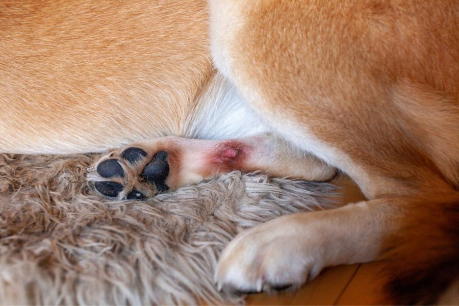 When your Corgi licks too much, it will leave pinkish-brown stains on its fur