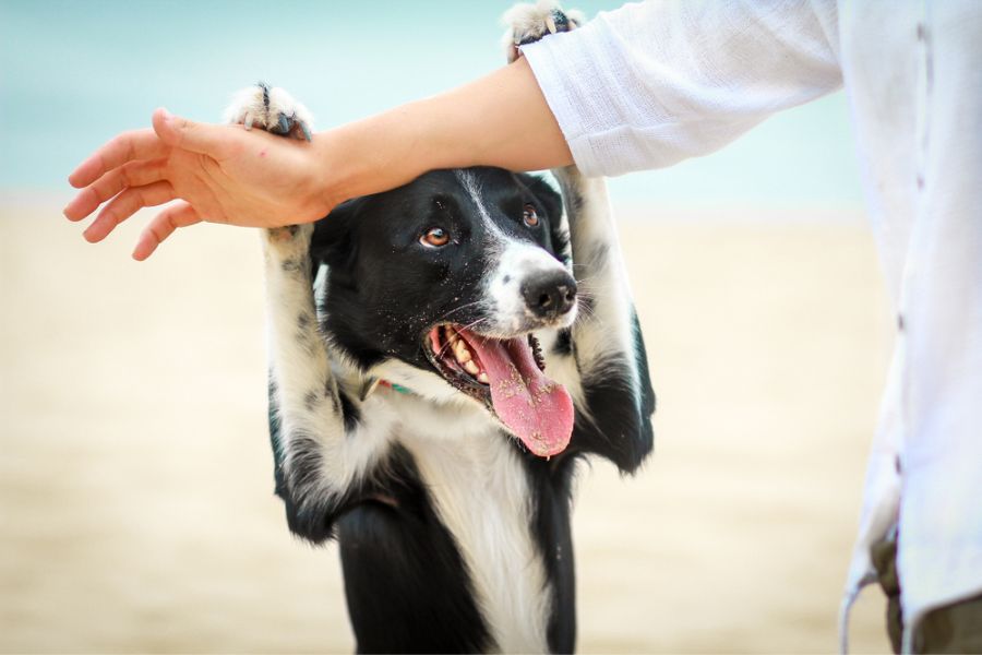 hide-and-seek games harness your dog’s senses