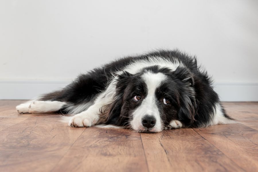 Border Collies may experience boredom, anxiety, and confusion 