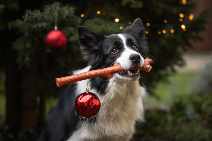 Toys can keep a Border Collie engaged