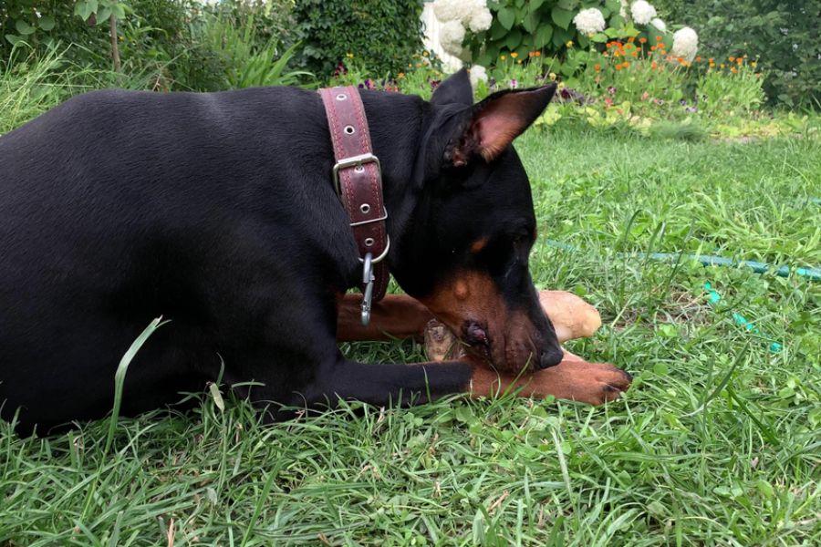 A well-fitting collar and sturdy leash are a must