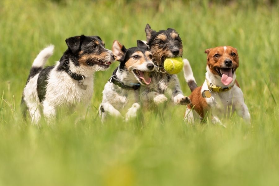 Arrange playdates with other friendly and well-behaved dogs
