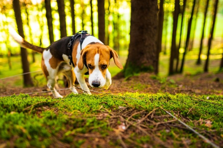 Beagles excel at several tasks