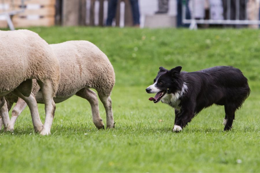 Border Collie is herding sheep